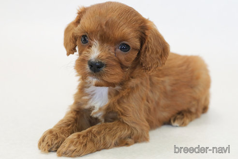 成約済の神奈川県のキャバプー:キャバリア×トイプードル-373868